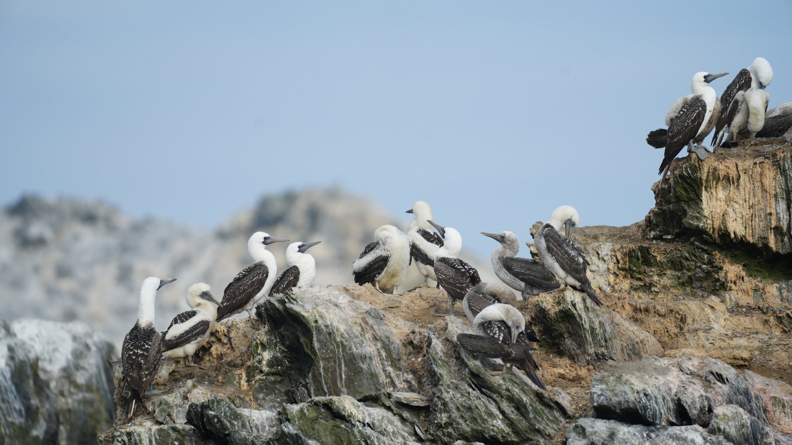 Boobys at Isla Lobos de Afuera