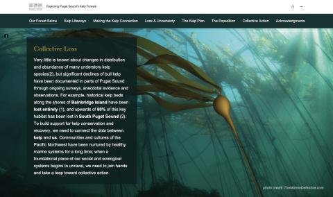 Exploring Puget Sound's Kelp Forests