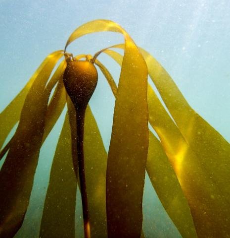 Bull kelp baby