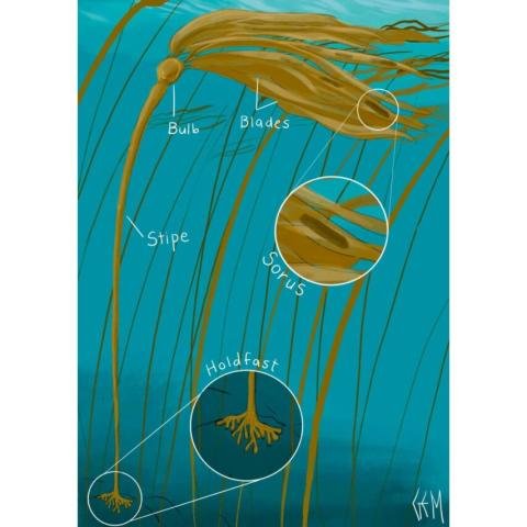 Bull Kelp parts illustration
