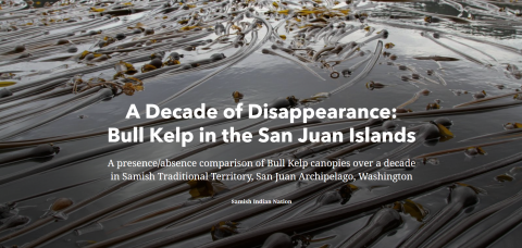 Bull Kelp covering the surface of the water with title of article