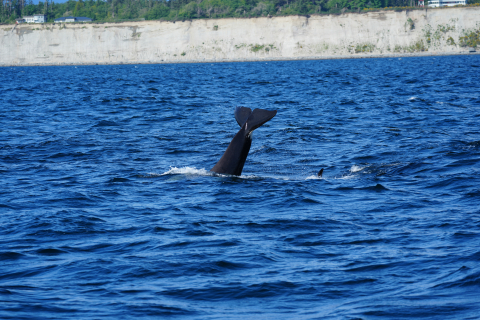 Orcas surround One Ocean