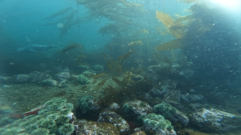 Bullhip Kelp Forest