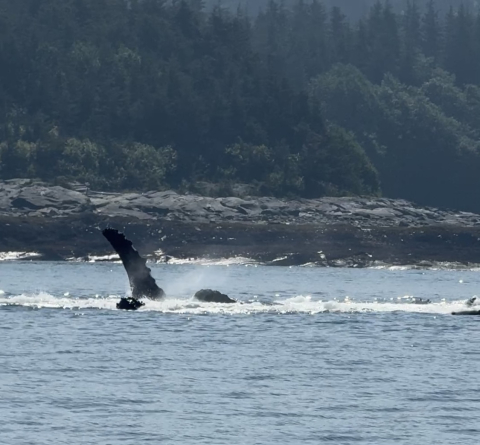 whales