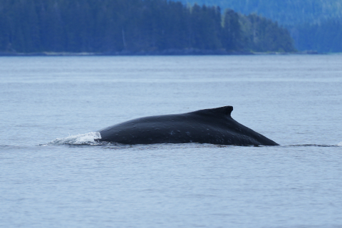 dorsal fin 