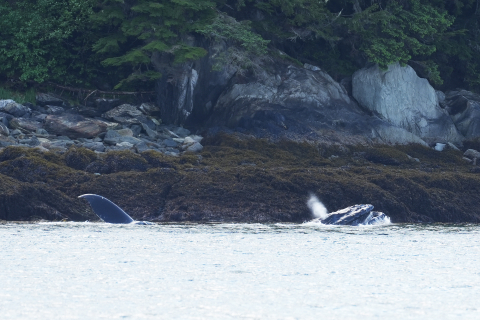 Humpback whale feeding. 