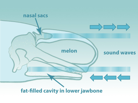 head of beluga showing echolocation