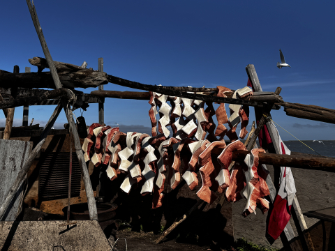 Beluga drying in Tuktoyaktuk