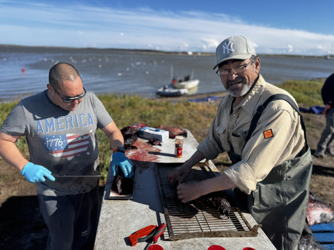 Preparing beluga meat in Tuktoyaktuk