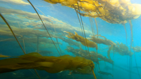 Kelp