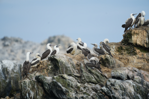Boobys at Isla Lobos de Afuera