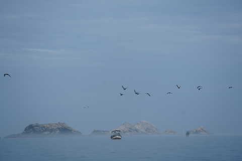 Birds and boat- Isla Lobos de Afuera