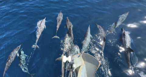 Dolphins