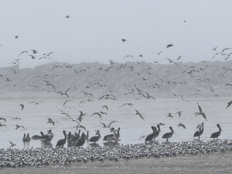 birds