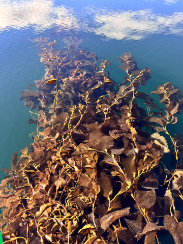 Kelp Research