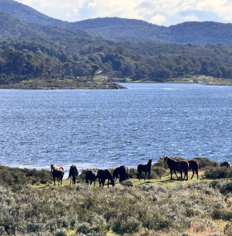 Puerto Williams