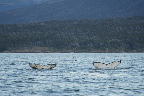 Double humpback whale fluke