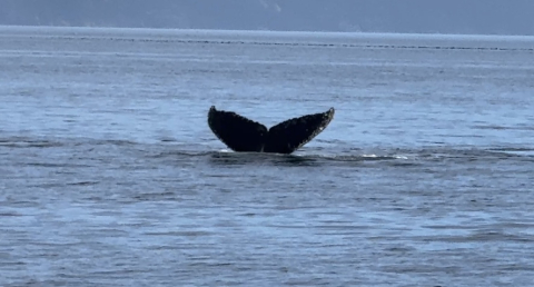whales