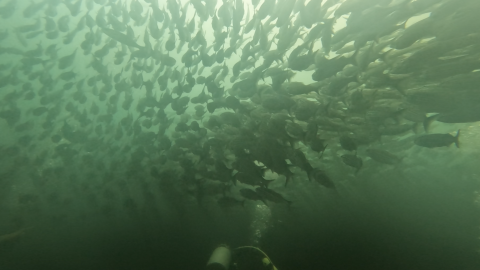 diving