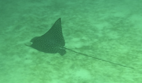 Ray
