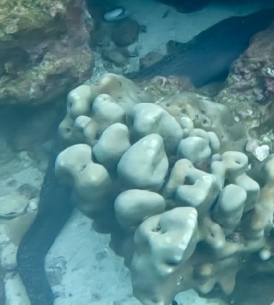 EEl