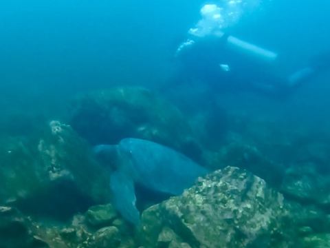 Dive