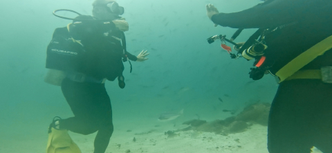 Dive