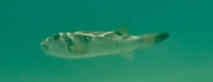 Dive