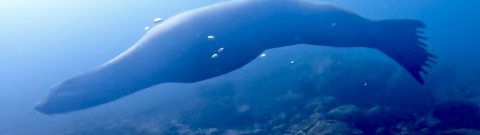 Dive