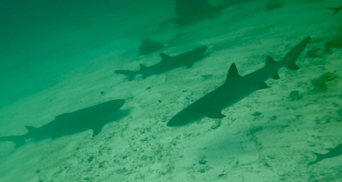 Sharks