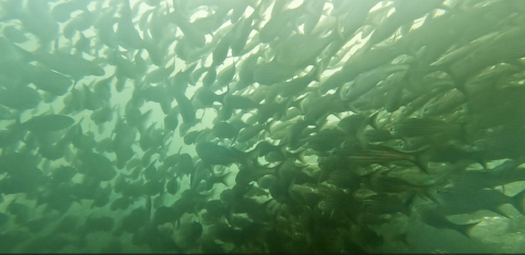 Dive