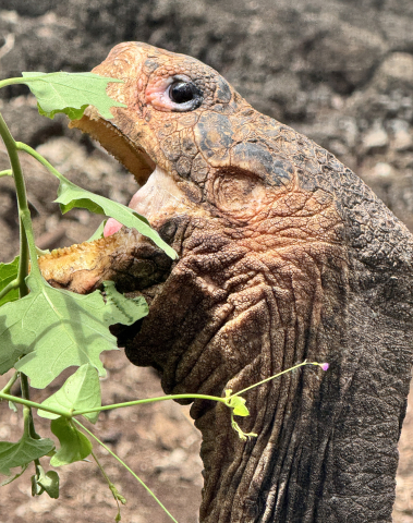 Galapagos