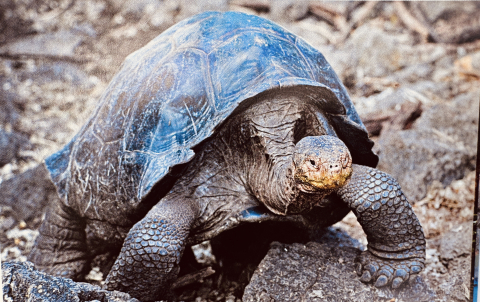 Galapagos