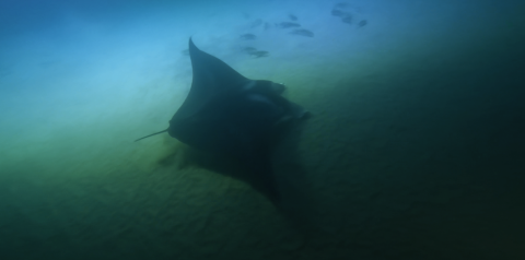 Manta