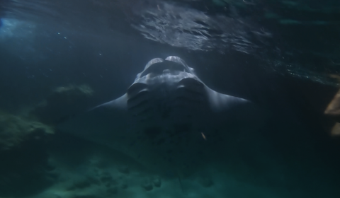 Manta