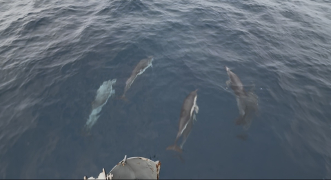 dolphins playing at bow