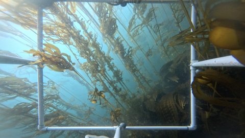 kelp