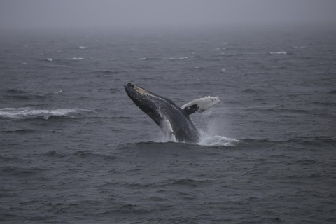 The Around the Americas expedition is collaborating with BC Whales!🐋🌎🌊 The ATA crew wil…