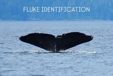 What the fluke?!