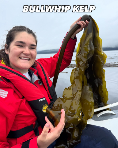 So… what’s the difference between bullwhip kelp and giant kelp?🌿 🌊Although they often g…