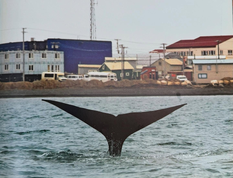 The Bowhead Whale (Balaena mysticetus) is one of the most extraordinary mammals in the…