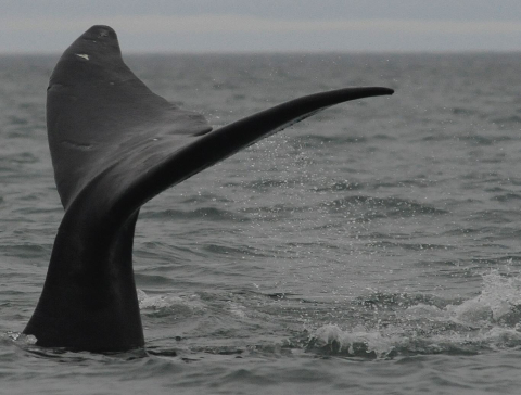 The Bowhead Whale (Balaena mysticetus) is one of the most extraordinary mammals in the…