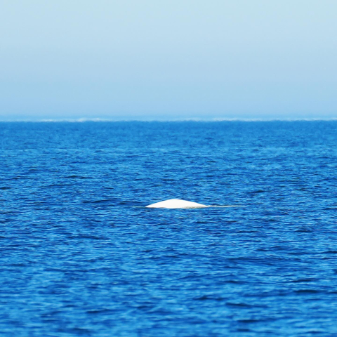Beluga whales, or Delphinapterus leucas, are among the most iconic whales of the Arctic…