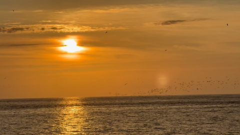 Marine Protected Areas like Islas Lobos De Afuera provide sanctuaries for marine life t…