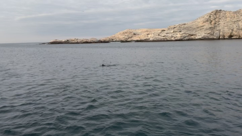 Marine Protected Areas like Islas Lobos De Afuera provide sanctuaries for marine life t…