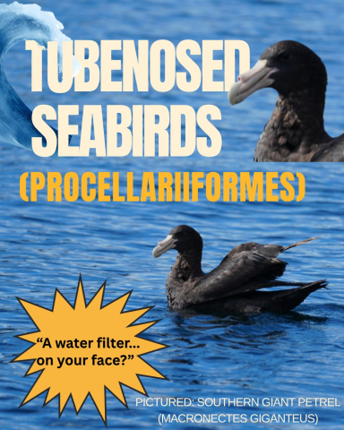 TUBE-NOSED SEABIRDS (Procellariiformes) 🌊🐦‍⬛ Why do these pelagic birds have tube like…