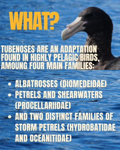TUBE-NOSED SEABIRDS (Procellariiformes) 🌊🐦‍⬛ Why do these pelagic birds have tube like…