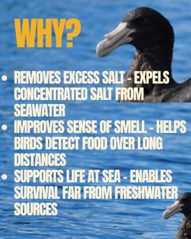 TUBE-NOSED SEABIRDS (Procellariiformes) 🌊🐦‍⬛ Why do these pelagic birds have tube like…