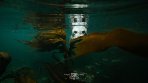 Buy an Unforgettable Adventure — Support Ocean Exploration This extraordinary package i…