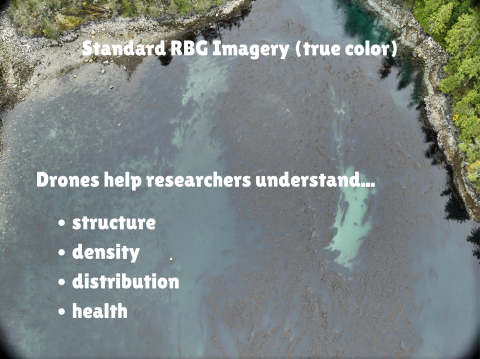 The Around the Americas expedition is conducting a pole-to-pole kelp study focused on g…